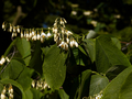 Styrax obassia IMG_4447 Styrak okrągłolistny